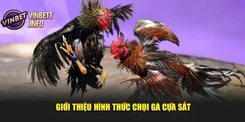 Trận đấu đá gà cựa sắt luôn có kịch tính và gay cấn